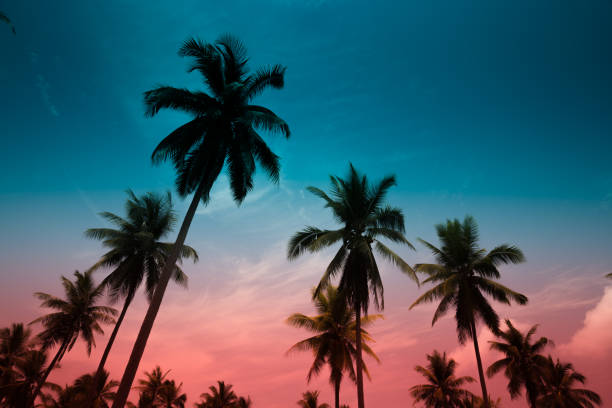 istock Silhouette coconut palm trees from bottom view in colorful tone. 1834058444