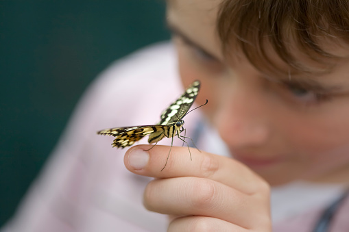 A young boy watches a butterfly perched on his finger. Very shallow depth of field, focussed on butterfly eye.