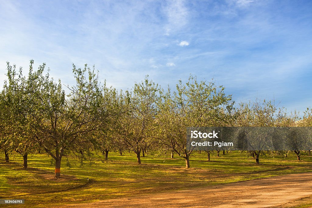 Tempo de colheita no Pomar de Fruta - Royalty-free Agricultor Foto de stock