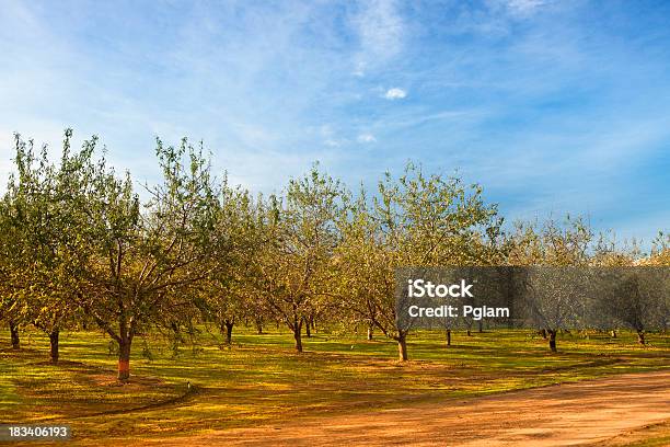 Tempo De Colheita No Pomar De Fruta - Fotografias de stock e mais imagens de Agricultor - Agricultor, Agricultura, Alimentação Saudável