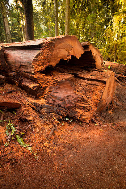 упавшее дерево в лесу этаже - timber lumber industry redwood stack стоковые фото и изображения