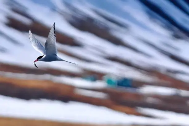 Photographer: Dr Raj K Rajnish The Arctic tern (Sterna paradisaea) is a tern in the family Laridae. This bird has a circumpolar breeding distribution covering the Arctic and sub-Arctic regions of Europe (as far south as Brittany), Asia, and North America (as far south as Massachusetts). The species is strongly migratory, seeing two summers each year as it migrates along a convoluted route from its northern breeding grounds to the Antarctic coast for the southern summer and back again about six months later. 
Recent studies have shown average annual round-trip lengths of about 70,900 km (44,100 mi) for birds nesting in Iceland and Greenland and about 48,700 km (30,300 mi) for birds nesting in the Netherlands. These are by far the longest migrations known in the animal kingdom. 
The Arctic tern nests once every one to three years (depending on its mating cycle). Arctic terns are medium-sized birds. They have a length of 28–39 cm (11–15 in) and a wingspan of 65–75 cm (26–30 in).. They are mainly grey and white plumaged, with a red/orange beak and feet, white forehead, a black nape and crown (streaked white), and white cheeks. The grey mantle is 305 mm (12.0 in), and the scapulae are fringed brown, some tipped white. The upper wing is grey with a white leading edge, and the collar is completely white, as is the rump. The deeply forked tail is whitish, with grey outer webs. Arctic terns are long-lived birds, with many reaching fifteen to thirty years of age. They eat mainly fish and small marine invertebrates. Photographer: Dr Raj K rajnish Location: NorthPole
