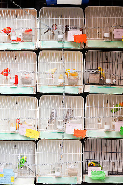 istock Bird Market Madrid 183406365