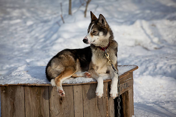 istock Siberian Husky Dog 183406658