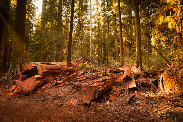 arbre couché sur le sol - lumber industry timber tree redwood photos et images de collection