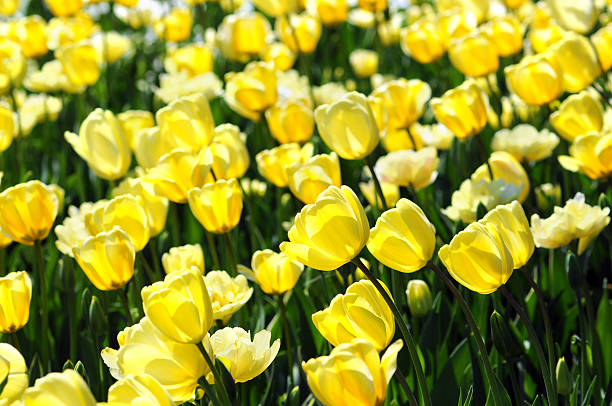 letto di fiori d'arancio giallo tulipani in controluce - star tulip foto e immagini stock