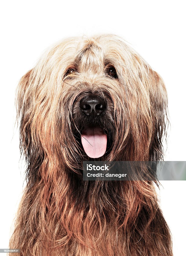 Cão Retrato-Briard - Royalty-free Cão Foto de stock