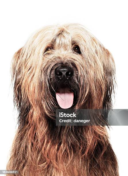 Cão Retratobriard - Fotografias de stock e mais imagens de Cão - Cão, Briard, Admirar a Vista