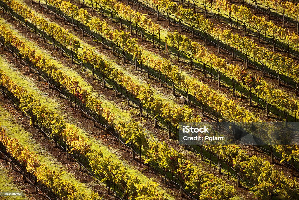 Виноград на виноградной лозы винодельне - Стоковые фото В ряд роялти-фри