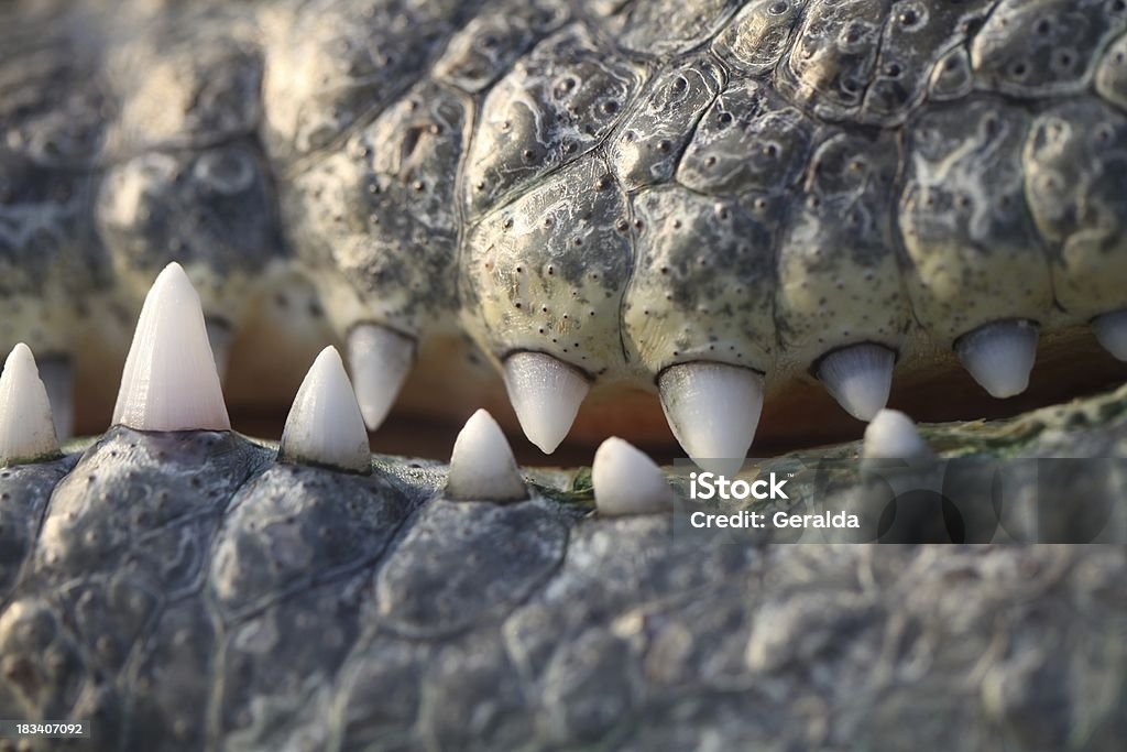 Spaventoso denti coccodrillo - Foto stock royalty-free di Affilato