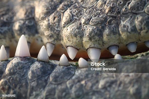 Spaventoso Denti Coccodrillo - Fotografie stock e altre immagini di Affilato - Affilato, Ambientazione esterna, Animale