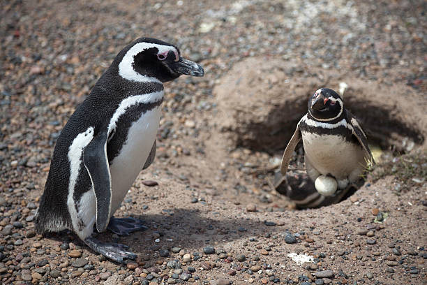 Penguin Parents incubating eggs "Magellan Penguin at Punta Tombo penguin colony, Argentina.  Magellenic penguins are burrowing penguins and parents share the task of incubation of the 2 eggs over a period of 40 days." punta tombo stock pictures, royalty-free photos & images