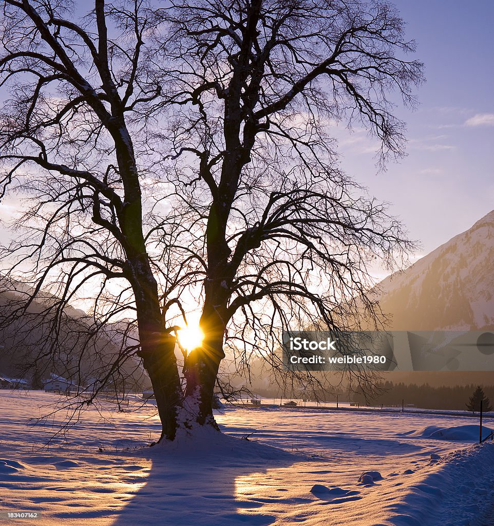 Old großen Baum im warmen violett "winter sun" - Lizenzfrei Eiche Stock-Foto