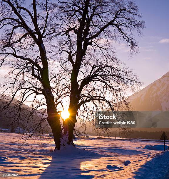 Old Großen Baum Im Warmen Violett Winter Sun Stockfoto und mehr Bilder von Eiche - Eiche, Sonnenaufgang, Sonnenuntergang