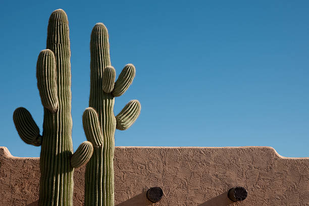 southwest delight - saguaro kaktüsü stok fotoğraflar ve resimler