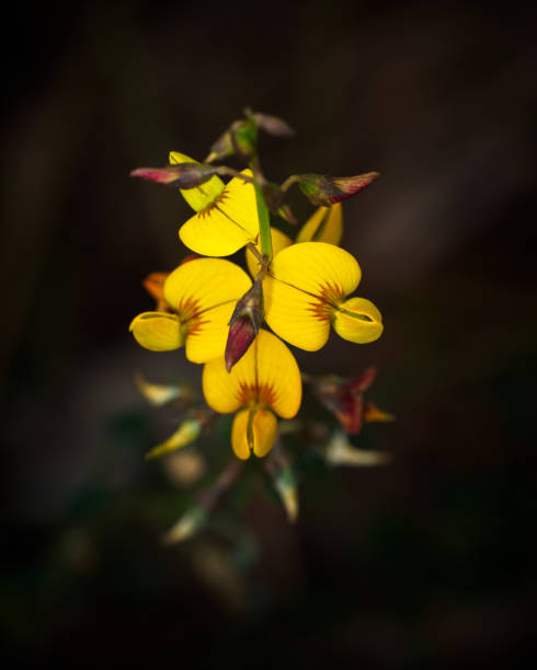 istock Low Rattlebox - Crotalaria pumila 1834074058
