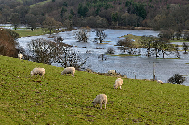 rio dee inundada - dee river river denbighshire wales imagens e fotografias de stock