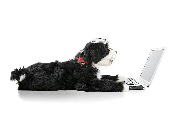 Tibetian terrier puppy with a laptop