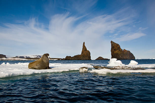 морж на ледяной поток земля франца-иосифа - pack ice стоковые фото и изображения