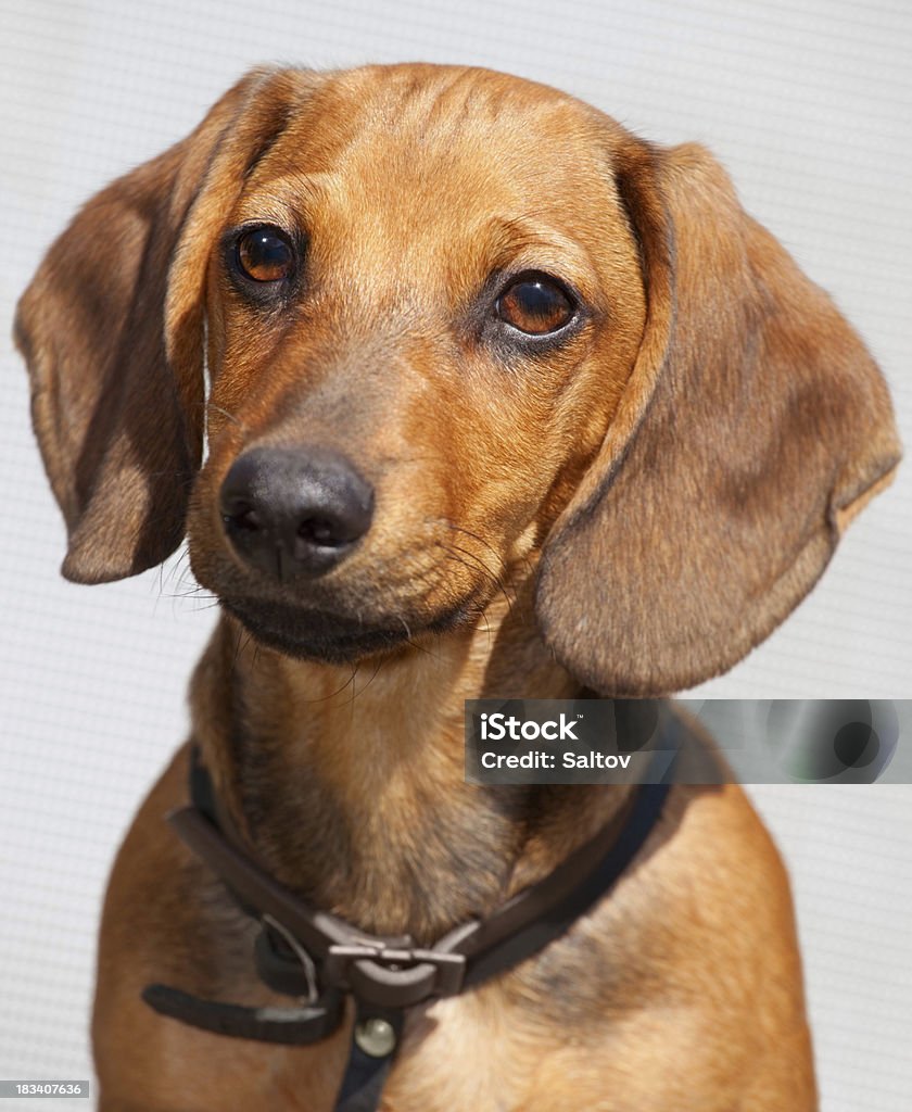 dachshund de Cachorro - Foto de stock de Animal royalty-free