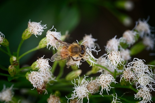 Western Honey Bee - Apis mellifera. Everglades National Park