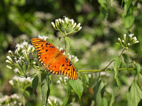 Gulf Fritillary - Dione vanillae