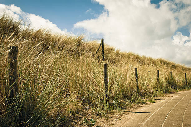 arid weed entlang der promenade in ganz holland. - beach boardwalk grass marram grass stock-fotos und bilder