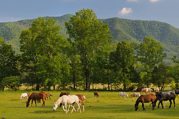 efeito smoky montanhas cades cove em finais de primavera - great smoky mountains great smoky mountains national park mountain smoke imagens e fotografias de stock