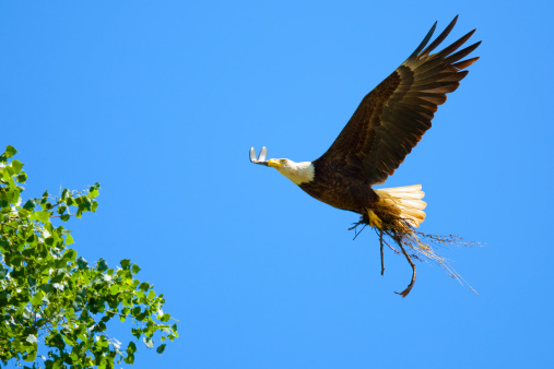 Bald Eagle Flying Home With Branches for Nest