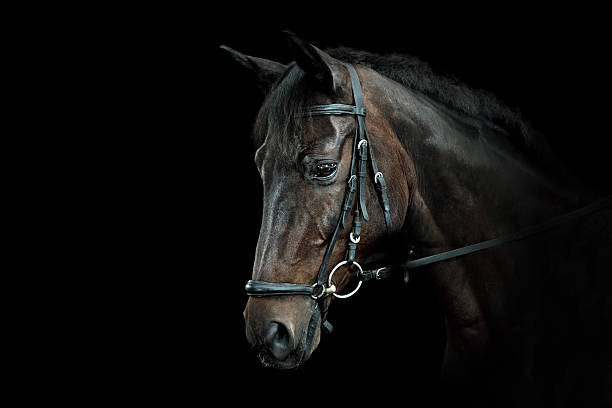 istock Bay Horse Portrait 183408042