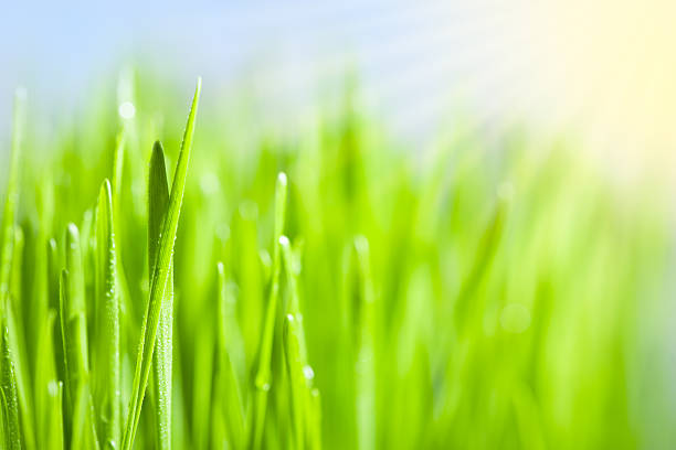 istock Morning in the field 183408251