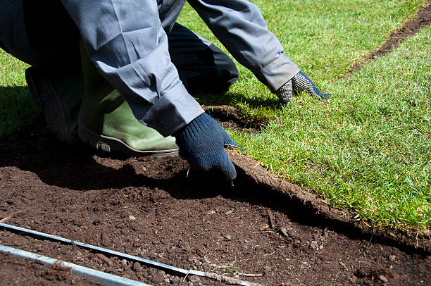 istock New turf is being placed in the garden in spring 183408475