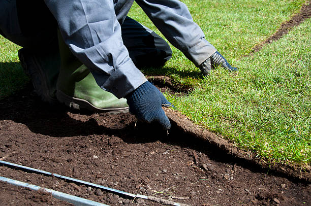New turf is being placed in the garden in spring stock photo