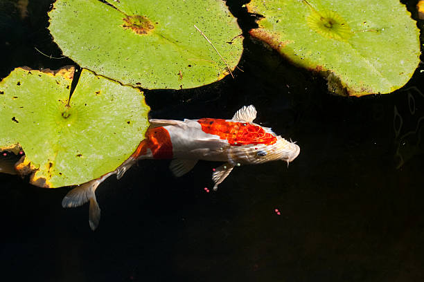 istock Koi fish in a lily pond 183408614