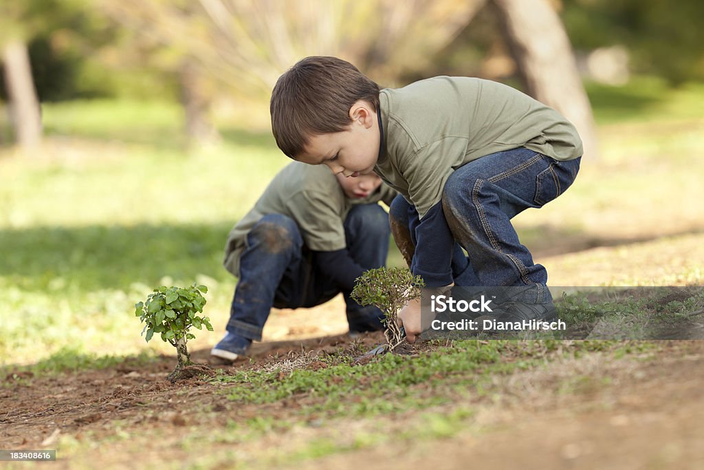 Piantare albero ´ s insieme - Foto stock royalty-free di Bonsai