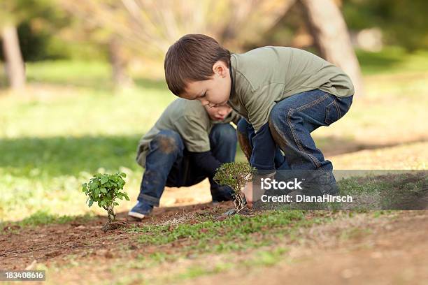 Piantare Albero S Insieme - Fotografie stock e altre immagini di Bonsai - Bonsai, Bambino, 2-3 anni