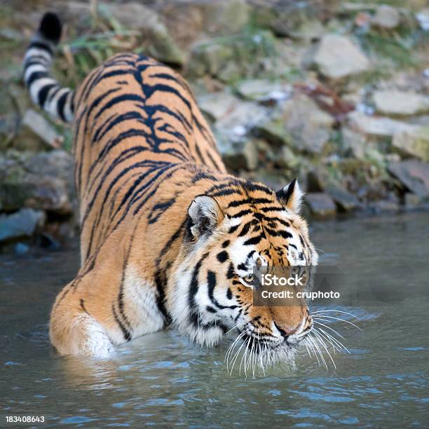 Tiger Entra Al Agua Foto de stock y más banco de imágenes de Tigre - Tigre, África, Acechar - Caza