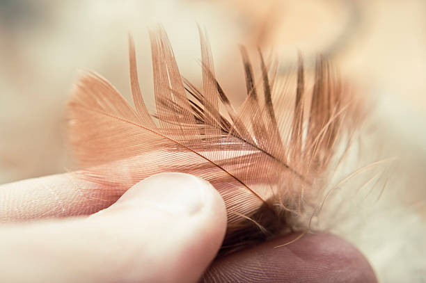 istock Little Feather In The Hand 183408799