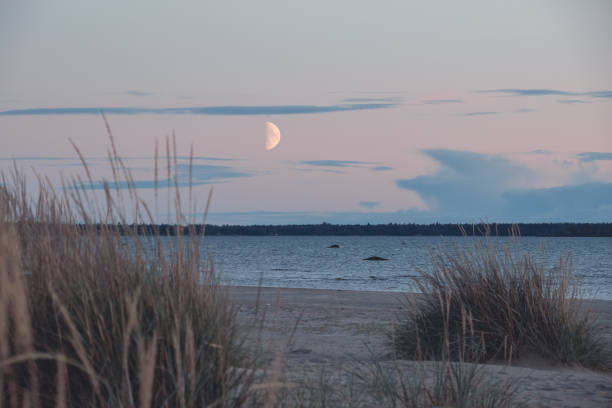 istock sandy beach with dunes and the moon in the sky 1834088213
