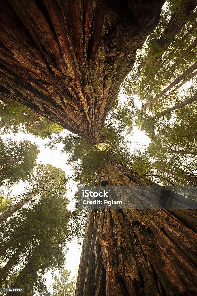 Vista de baixo de uma densa floresta de Sequoia - Foto de stock de Sequoia Sempervirens royalty-free