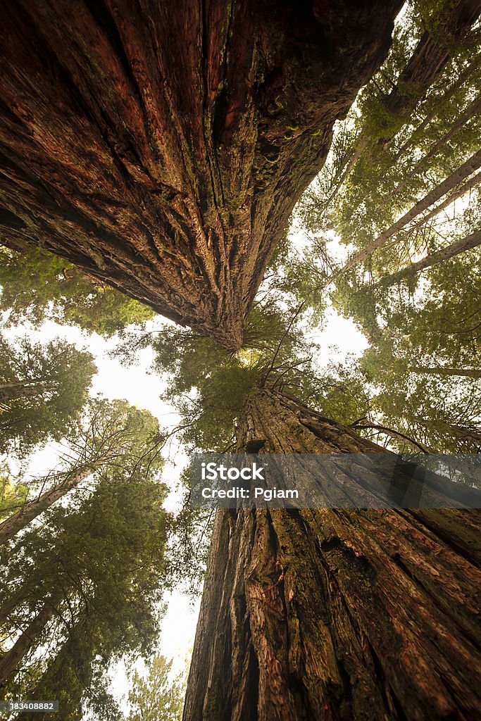 Смотреть вверх на густые Секвойя Лес - Стоковые фото Калифорнийское мамонтовое дерево роялти-фри