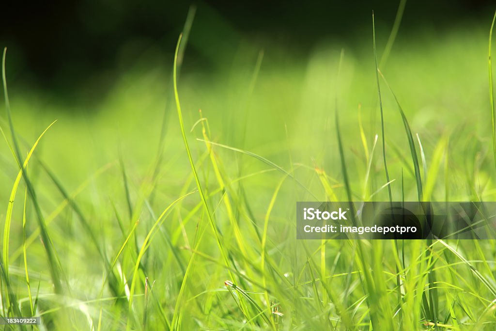 Красивая зеленая трава с - Стоковые фото Абстрактный роялти-фри
