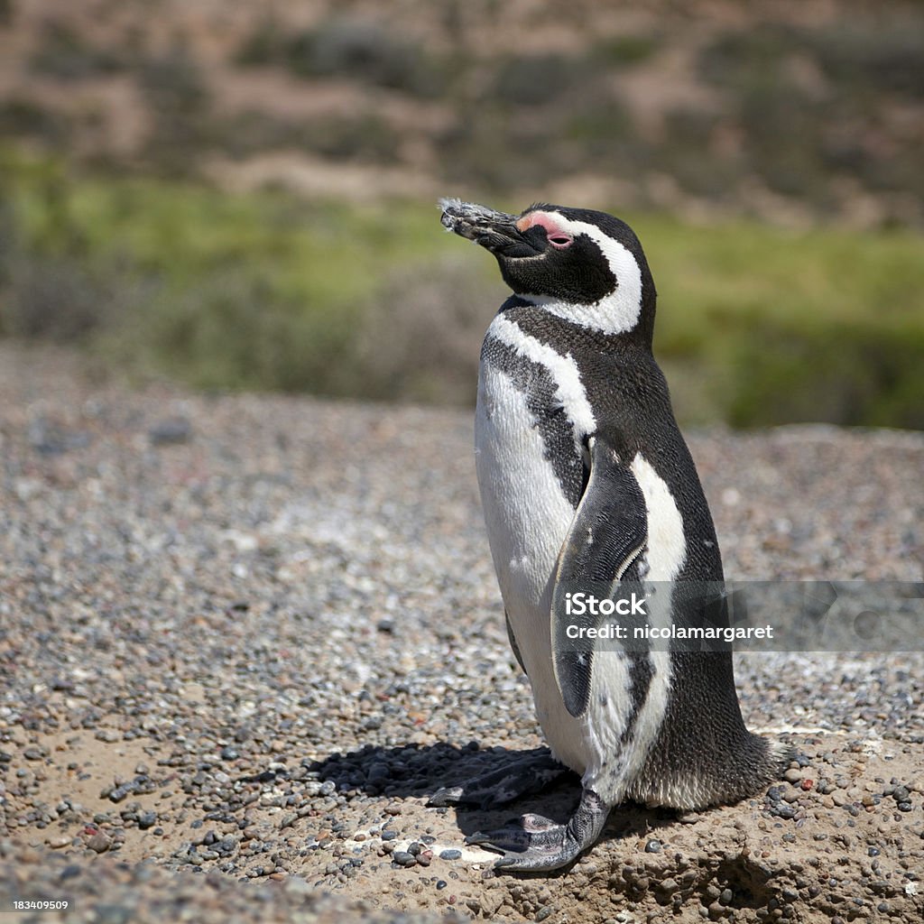 Perky Penguin "Magellan Penguin at Punta Tombo penguin colony, Argentina.  Magellenic penguins are burrowing penguins and parents share the task of incubation of the 2 eggs over a period of 40 days." Animal Stock Photo