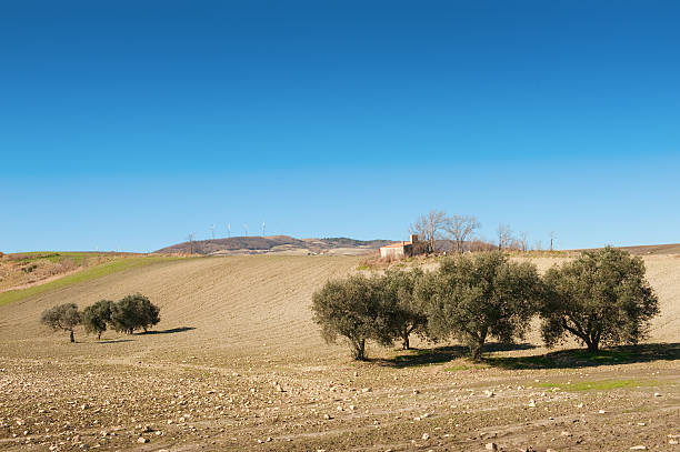 Desert landscape with olive trees on yellow grass