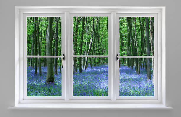 istock white framed window and bluebell wood 183409558