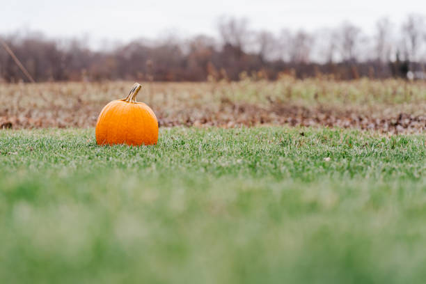 Halloween concept showing an anonymous person wearing a dark leather jacket with fur for a costume is holding up a large orange pumpkin in front of their face in a spooky forest in the fall.