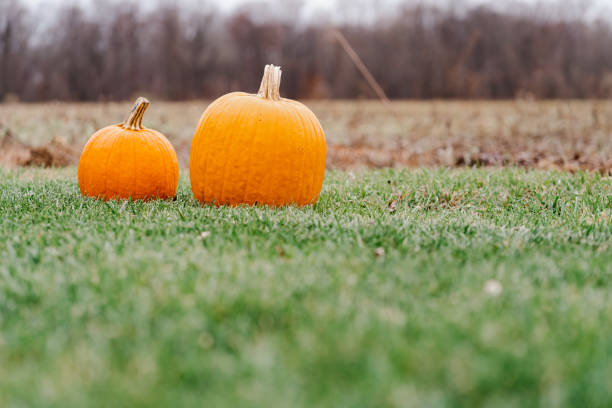Two Pumpkins in a Green Grass Field in Camden, New Jersey, United States