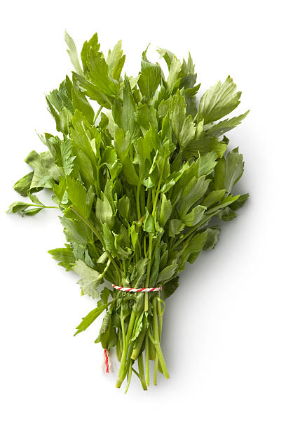 Fresh Herbs: Lovage More Photos like this here... lovage stock pictures, royalty-free photos & images