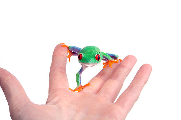 istock tame frog on human hand 183410151