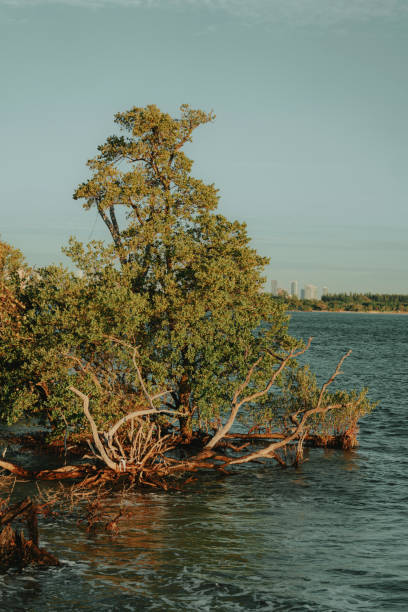 istock tree on the sea key Biscayne Florida 1834102558